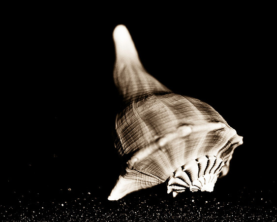 Shells_Flowers_506