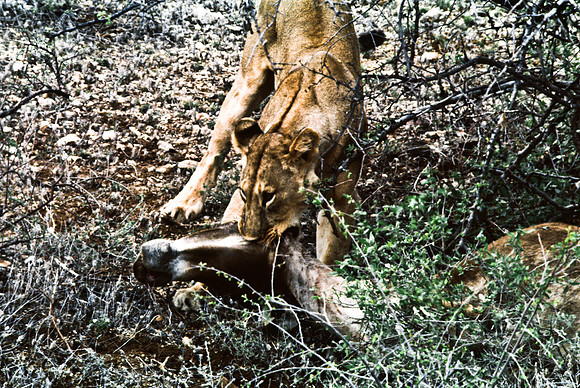 55447_SL_COLOR_LIONS_SUMBURU_KENYA_AFRICA_1989_18