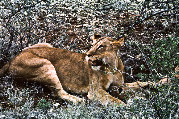 55447_SL_COLOR_LIONS_SUMBURU_KENYA_AFRICA_1989_15