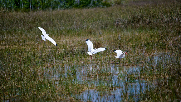 84673_ZV4N_1443_Everglades_Shark_Valley_FL_USA