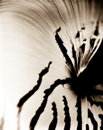 Shells_Flowers_483