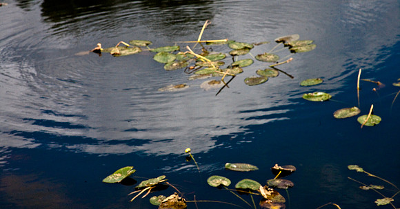 2527_EVERGLADES_MIAMI_FLORIDA_AOM_20090315__A0M1163