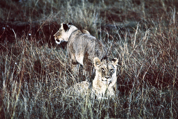 55464_SL_COLOR_LIONS_MASAI_KENYA_AFRICA_1989_4