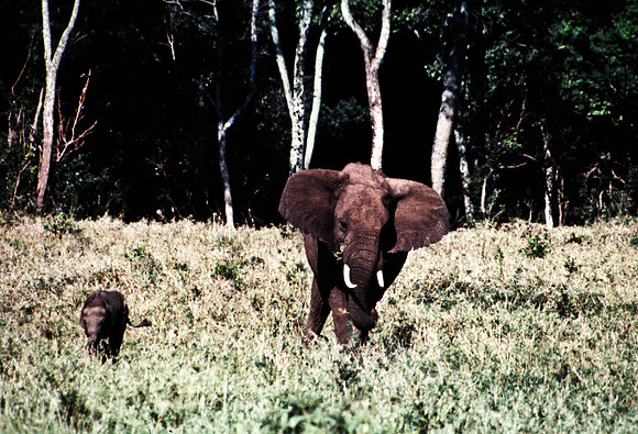 55393_SL_COLOR_ELEPHANTS_MASAI_KENYA_AFRICA_1989_10