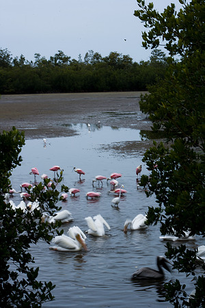 85531_20080322-ZV4N7337_Miami_To_Sanibel_Island_Florida_Everglades_FL_USA