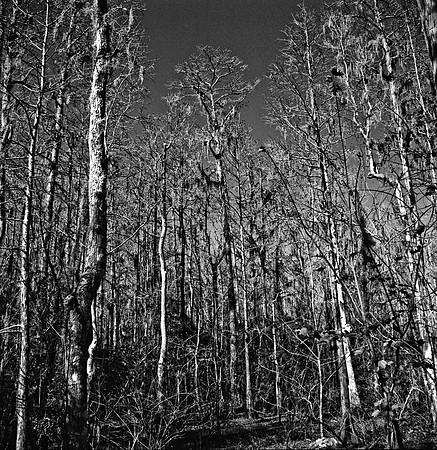 7747_FL_BW_LOUISIANA_01_3.jpg