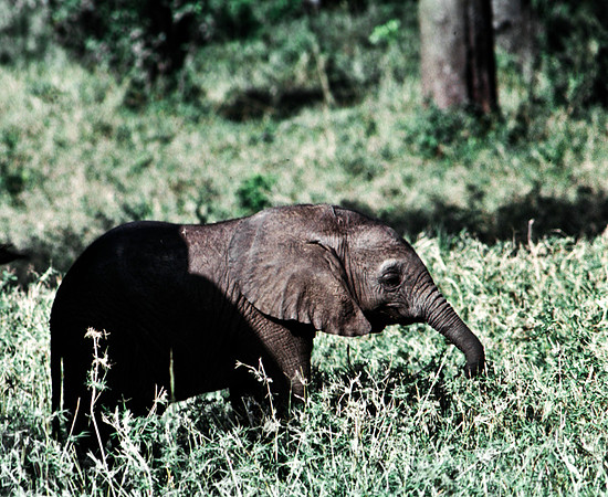 55394_SL_COLOR_ELEPHANTS_MASAI_KENYA_AFRICA_1989