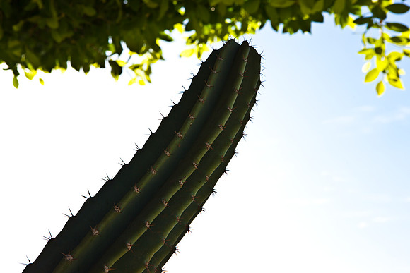 0031_DG_Cactus_Scottsdale_AZ_USA_2009_5L8Y5138