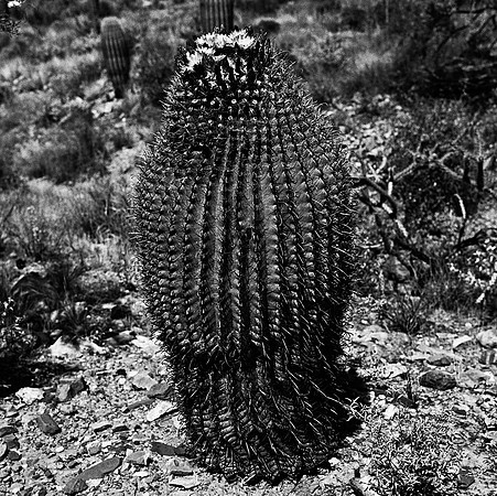 6017_FM_BW_TUCSON_AZ_05_2.jpg