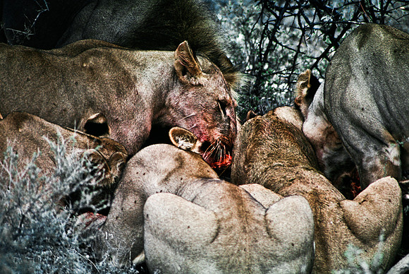 55444_SL_COLOR_LIONS_SUMBURU_KENYA_AFRICA_1989_11