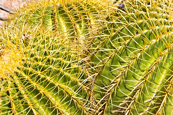0031_La_Arizona_5L8Y5235