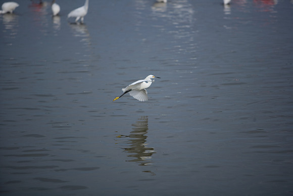 85545_ZV4N_7170_Miami_To_Sanibel_Island_FL