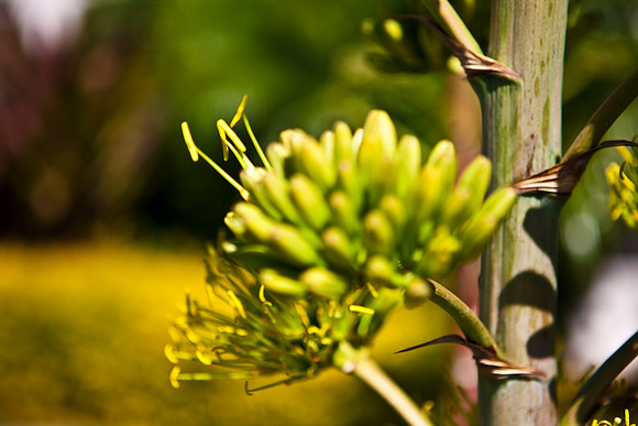 2903_DG_Flower_Plant_Fisher_20090130_5L8Y0333