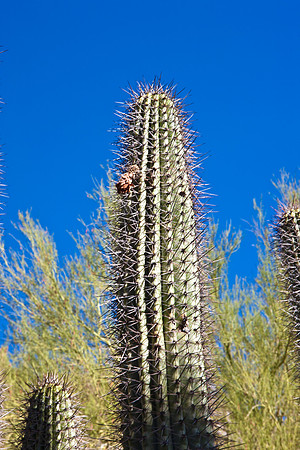 0031_DG_Cactus_Scottsdale_AZ_USA_2009_5L8Y5274