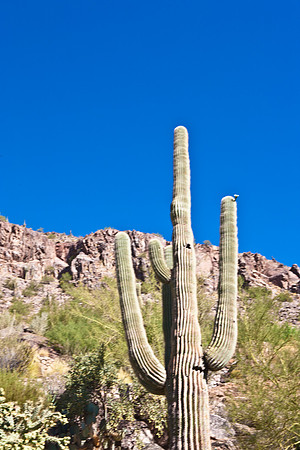 0031_La_Arizona_5L8Y5372
