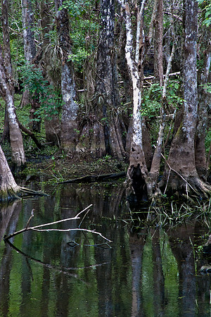 2527_EVERGLADES_MIAMI_FLORIDA_AOM_20090315__A0M1388