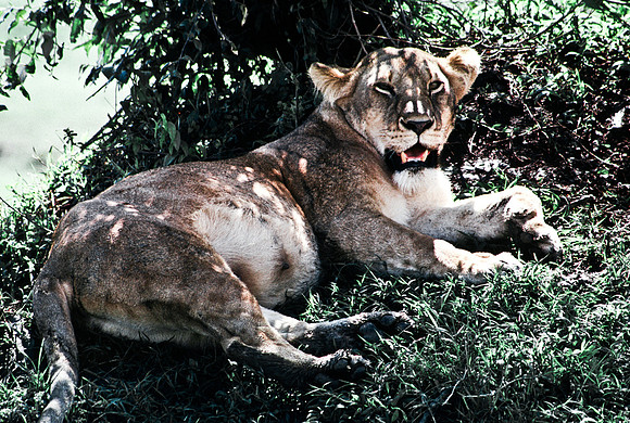 55454_SL_COLOR_LION_KILL_SUMBURU_KENYA_AFRICA_1989_10