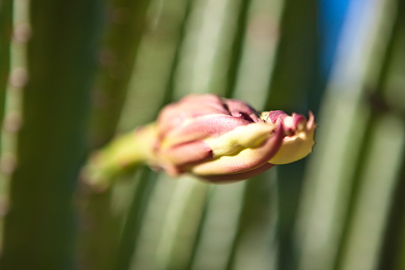 0031_La_Arizona_5L8Y5142