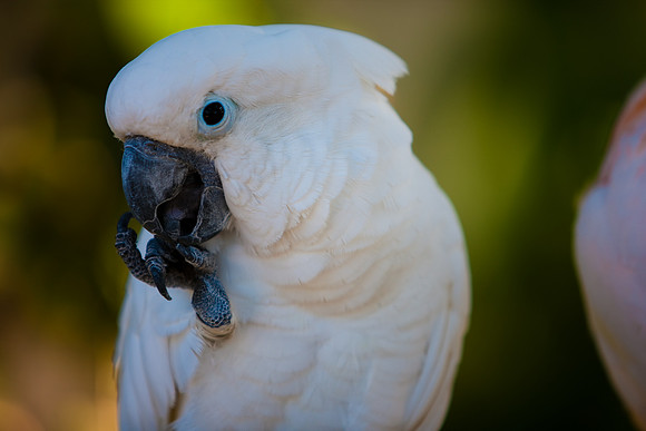 2903_DG_Island_Fisher_Birds_5l8Y_2898