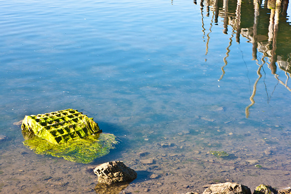 0026_DG_Botega_Bay_CA_USA_2009_5L8Y1623