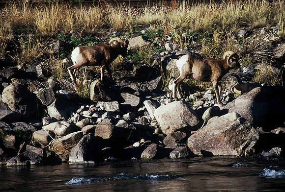 47438_B5_SL_COLOR_SALIDA_5_POINT_SPEEDING_COLORADO_WY_97_06.jpg
