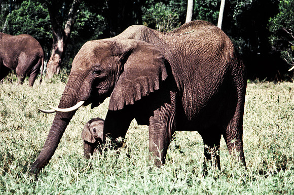 55393_SL_COLOR_ELEPHANTS_MASAI_KENYA_AFRICA_1989_8