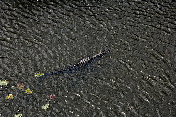 84673_ZV4N_1463_Everglades_Shark_Valley_FL_USA