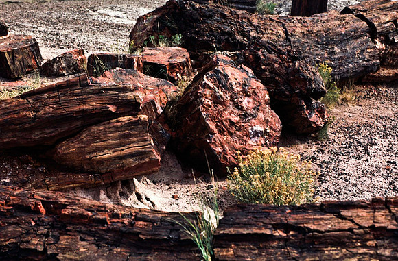 47813_B13_SL_COLOR_PETRIFIED_FORREST_NAT_PARK_AZ_97.jpg