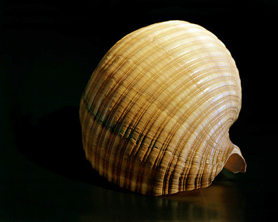 42477_Shells_c