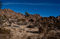 36377_DG_COLOR_JOSHUA_TREE_NATL_PARK_29_PALMS_CALIFORNIA_CA_USA_2007_ZV4N_1328