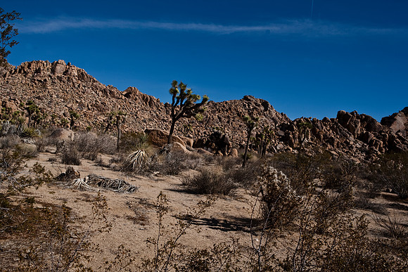 36377_DG_COLOR_JOSHUA_TREE_NATL_PARK_29_PALMS_CALIFORNIA_CA_USA_2007_ZV4N_1328