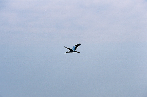 84694_EVERGLADES 33936__Azuley-R3-32