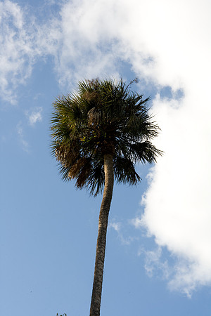 36203_DG_Color_USA_Osceola_County_Celebration_Town_FLZV4N7841