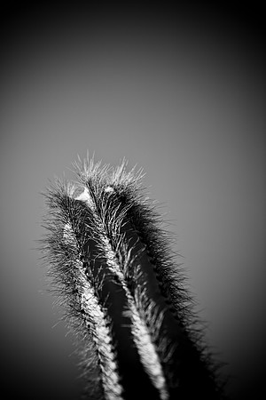 0031_La_Arizona_5L8Y5533