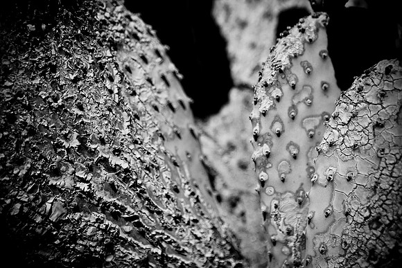 0031_La_Arizona_5L8Y5238