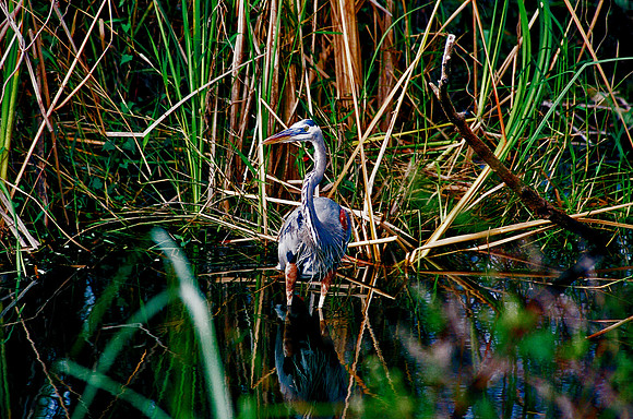 84694_EVERGLADES 33936__Azuley-R1-24A