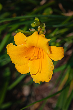 20060623_Rhoad_Island_ZV4N0629