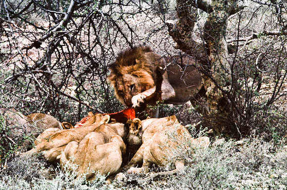 55447_SL_COLOR_LIONS_SUMBURU_KENYA_AFRICA_1989_6