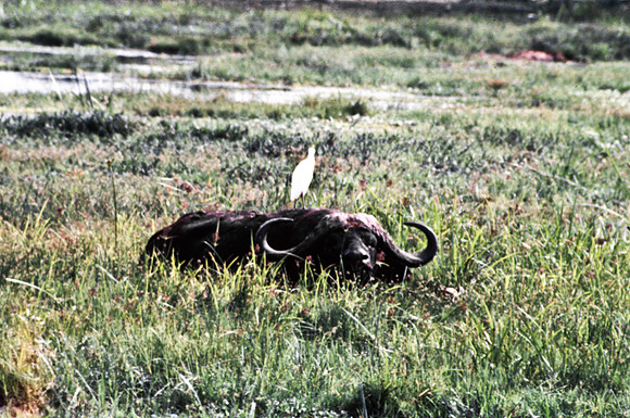 55397_SL_COLOR_BUFFALO_WILDBEAST_KILIMANJARO_KENYA_AFRICA_1989-2