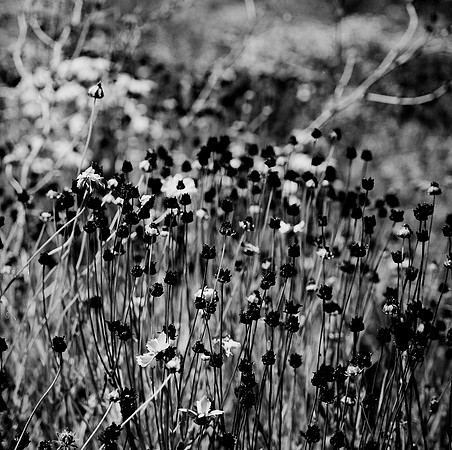 2384_FM_BW_SQ_FLOWERS_NapA_CA_02_2.jpg