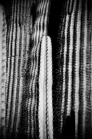 0031_La_Arizona_5L8Y5405