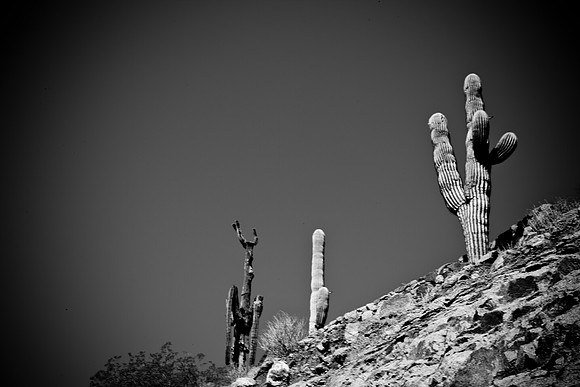 0031_La_Arizona_5L8Y5498