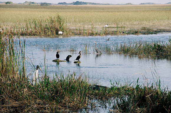 84694_EVERGLADES 33937__Azuley-R3-29