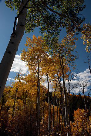 20080829_DVD15_DG_USA_Aspen_2094_full_blead