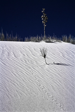 47896_B16_SL_COLOR_LA_MESILLA0_TO_WHITE_SOUNDS_NAT_MNY_HWY20_NM_97_1414.jpg
