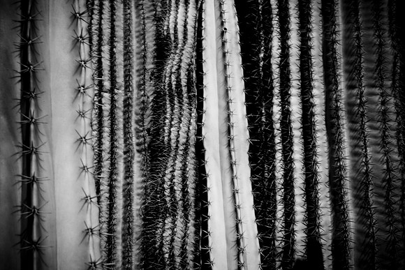 0031_La_Arizona_5L8Y5407