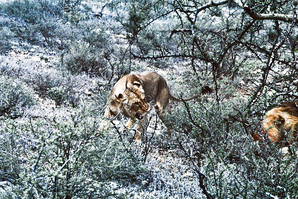 55447_SL_COLOR_LIONS_SUMBURU_KENYA_AFRICA_1989_11