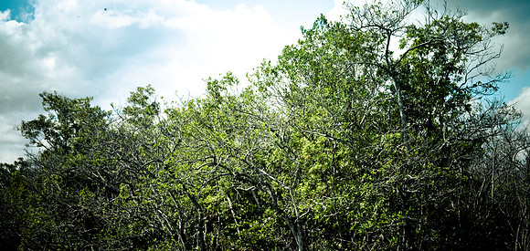 2527_EVERGLADES_MIAMI_FLORIDA_AOM_20090315__A0M1216