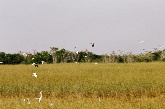 84694_EVERGLADES 33936__Azuley-R4-34