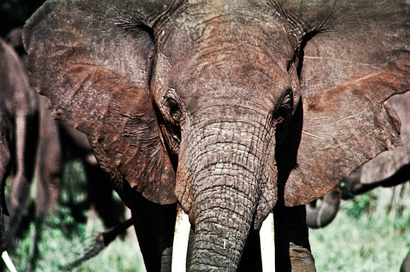 55394_SL_COLOR_ELEPHANTS_MASAI_KENYA_AFRICA_1989_9